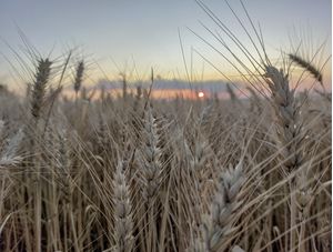 PLANTATION DUSK
