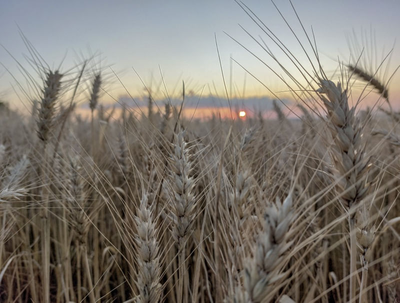 PLANTATION DUSK