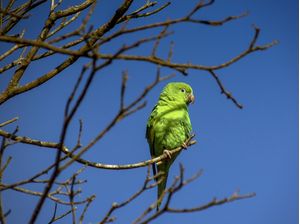 NATUREZA MULTICORES