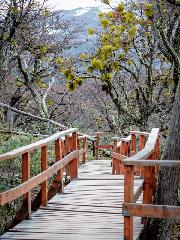 CAMINHO ENTRE AS ÁRVORES