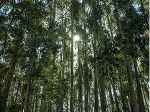 LUZ ENTRE A NATUREZA