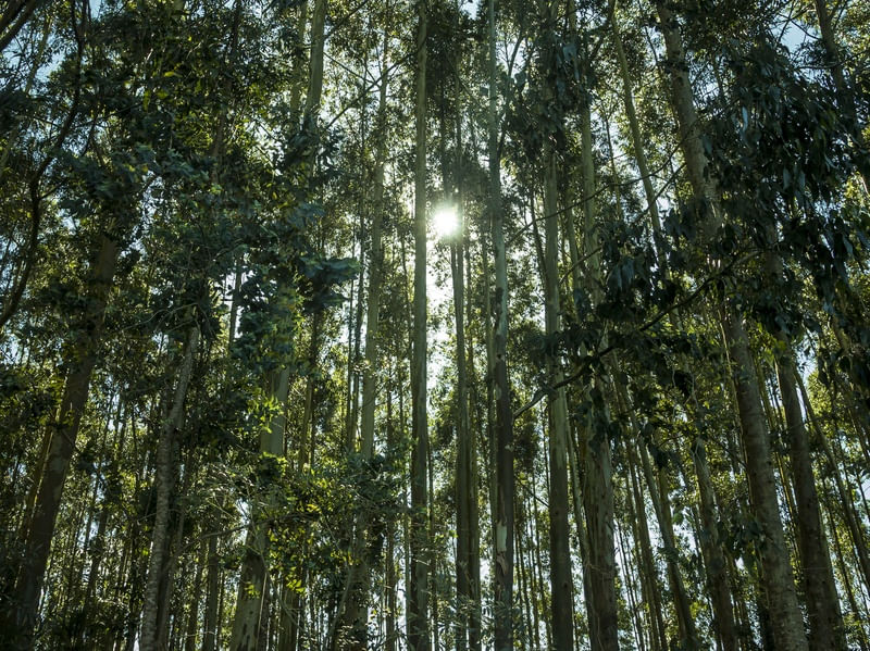 LUZ ENTRE A NATUREZA