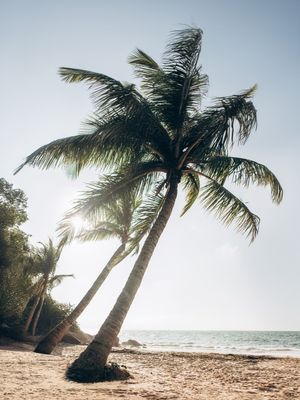 COQUEIRO PRAIA SERENA
