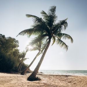 COQUEIRO PRAIA SERENA V