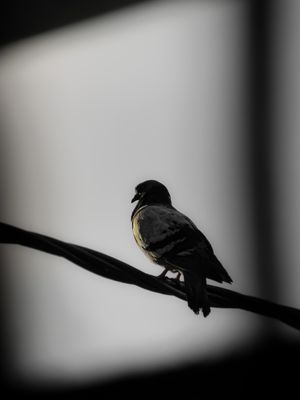 O POMBO