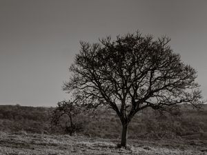 ÁRVORES E CERRADO EM PRETO E BRANCO