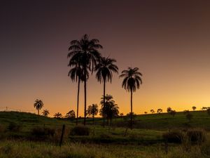 PAISAGEM CREPUSCULAR NO CERRADO