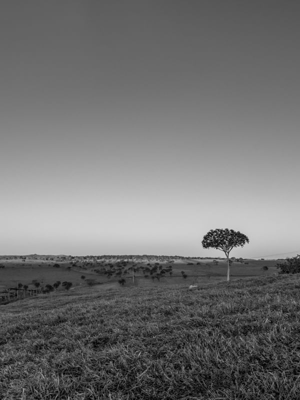 PAISAGEM MINIMALISTA NO CERRADO
