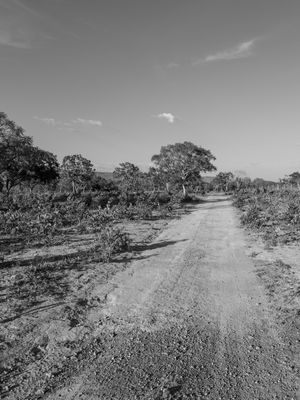 ESTRADA DE TERRA NO CERRADO
