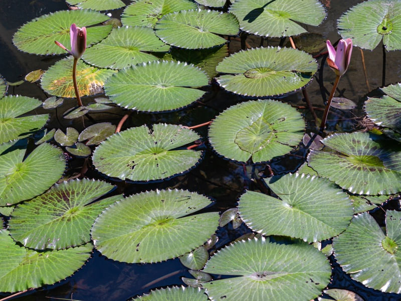 HABITAT I