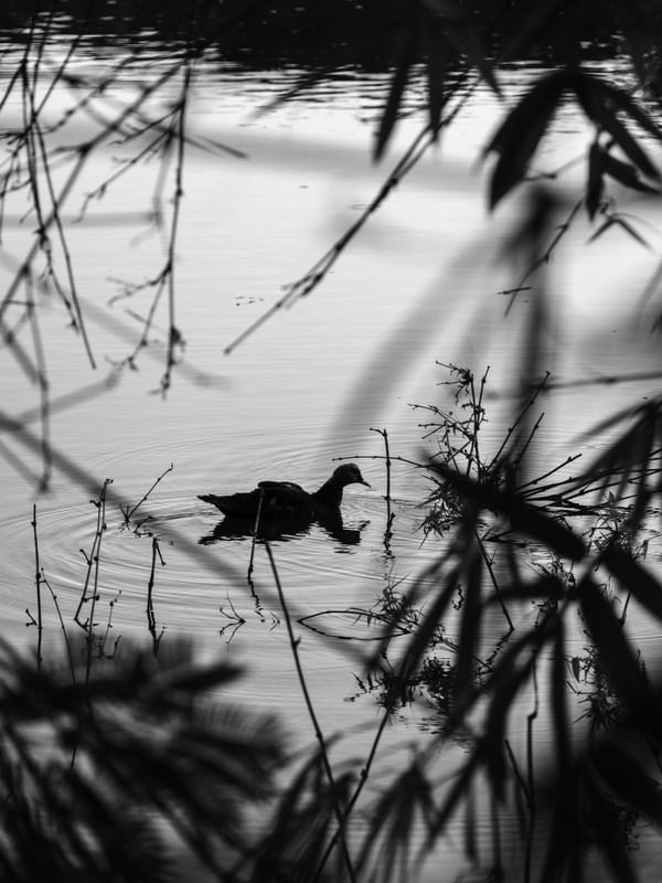 ENTRE SOMBRAS