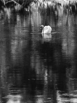 CISNE SOLITÁRIO