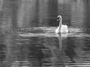CISNE PB