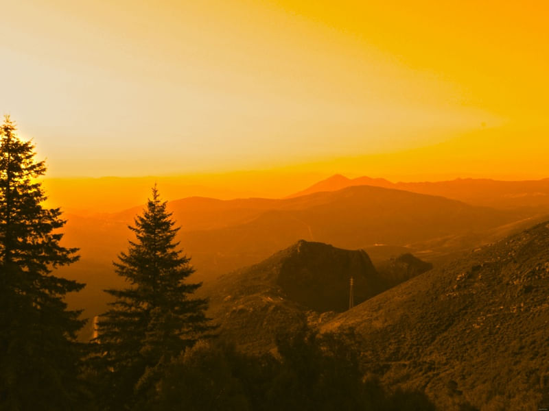 ORANGE MYST