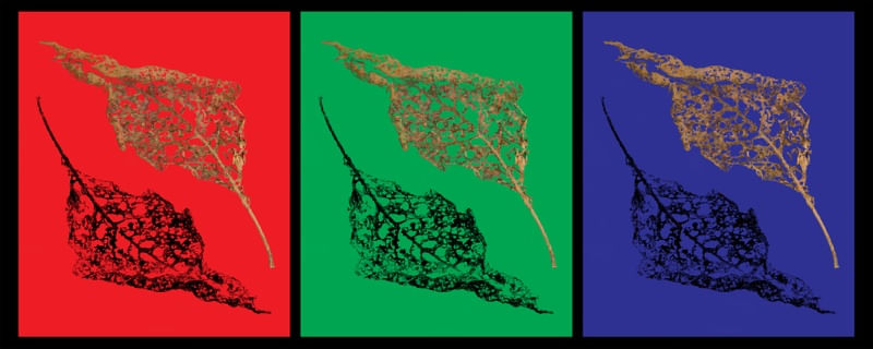 ARTE DIGITAL FOLHAS SECAS