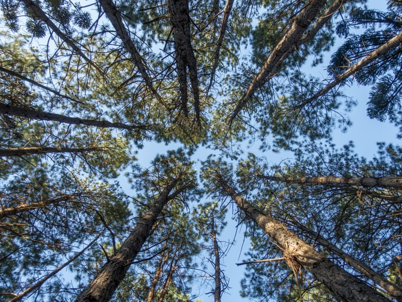 CÉU AZUL COM ÁRVORES