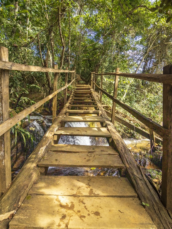 CAMINHO PARA A FLORESTA