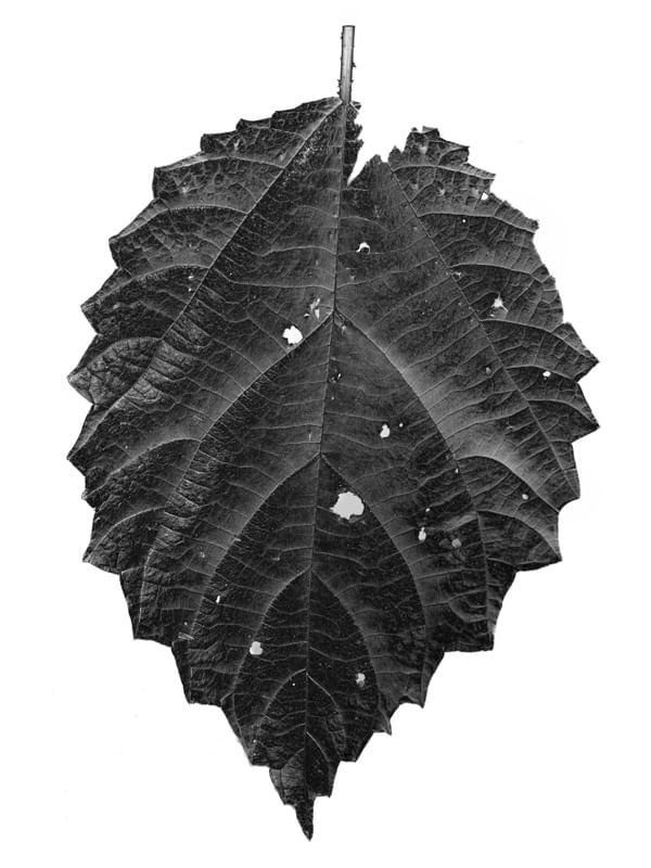 MACRO LEAF 1