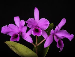 ORQUIDEA CATTLEYA DECKERII