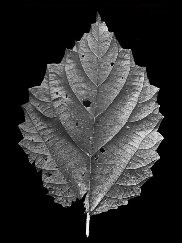 MACRO LEAF 2