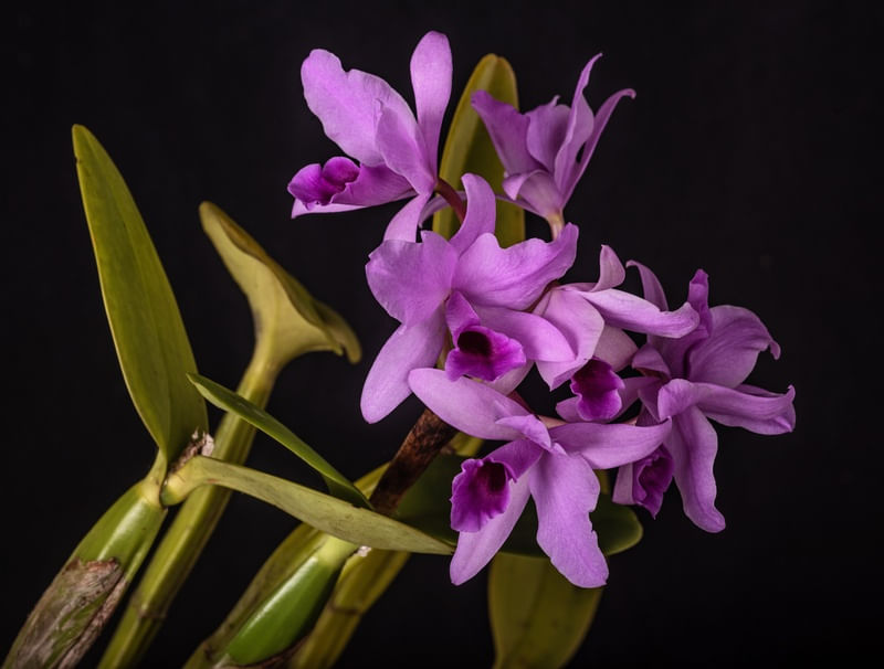 CATTLEYA DECKERII SUAVE