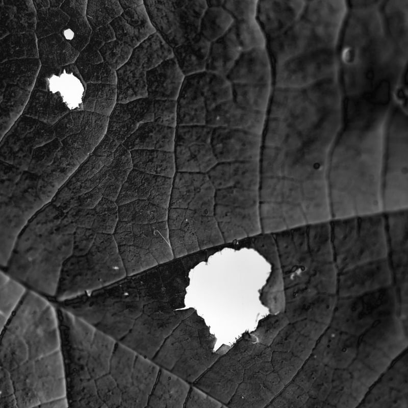 MACRO LEAF 6