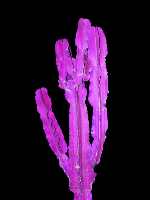 BIOLUMINE CACTO 1