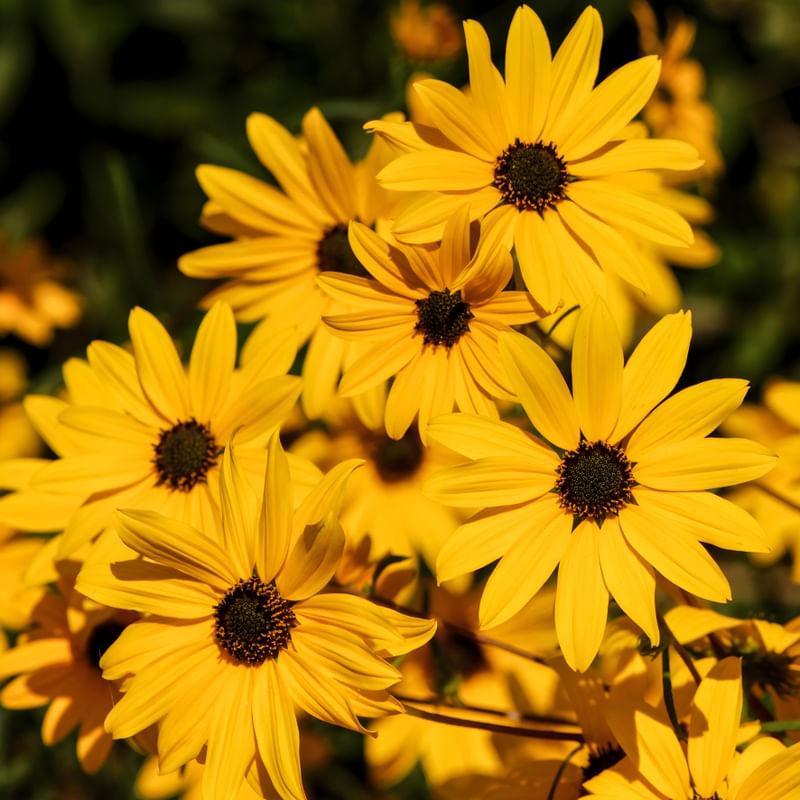 FLORZINHA DE GIRASSOL