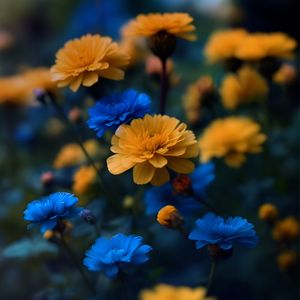 FLORZINHA DE CAMPO - AZUL E AMARELO BY IA