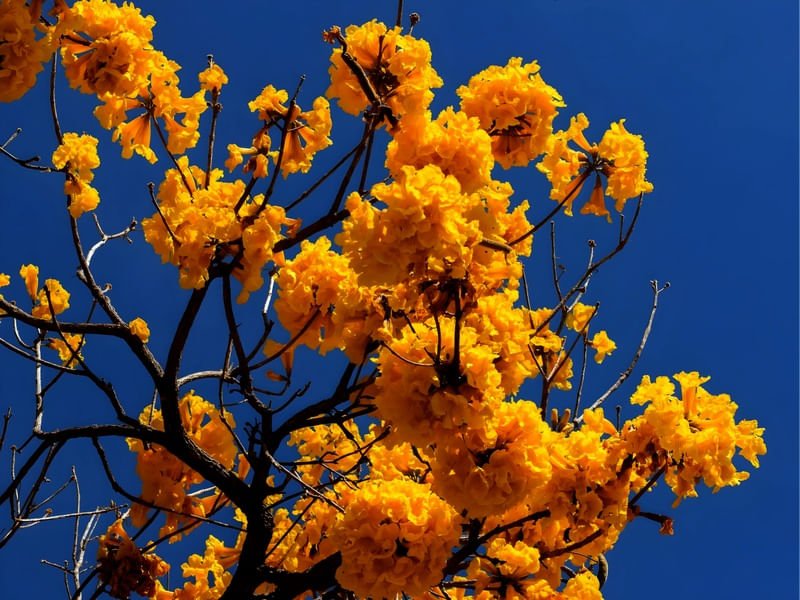 IPÉ AMARELO IV