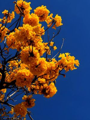 IPÉ AMARELO III