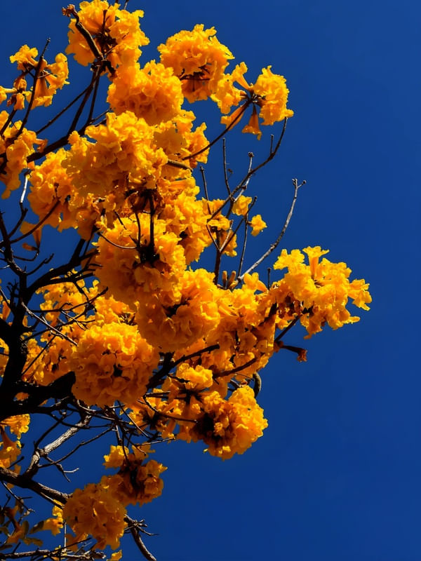 IPÉ AMARELO III