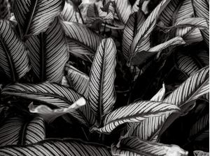 MARANTA RISCADA 7645 PB
