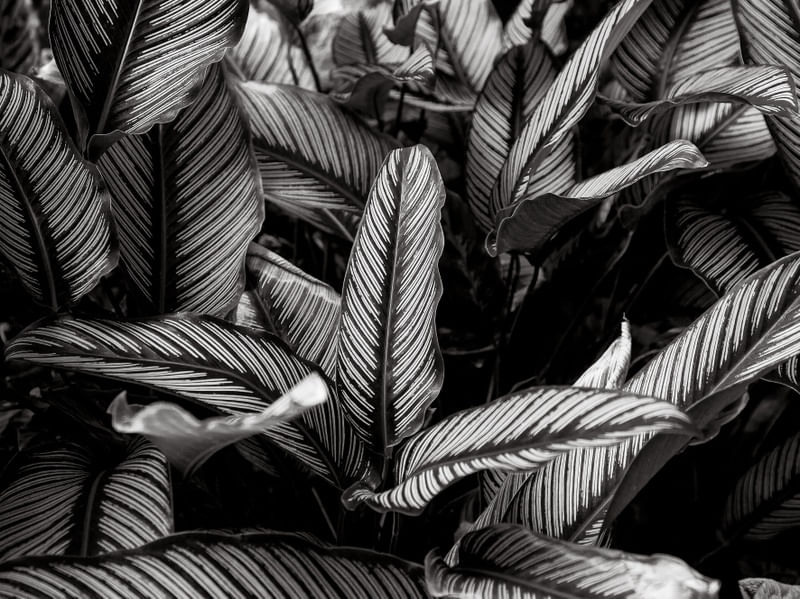 MARANTA RISCADA 7645 PB