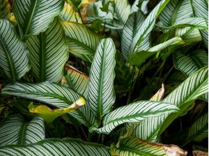 MARANTA RISCADA 7645