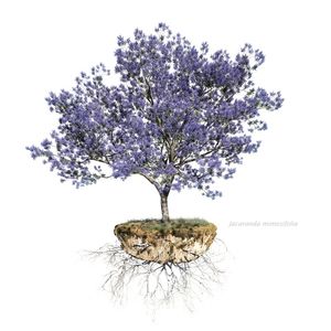 JACARANDÁ MIMOSIFOLIA