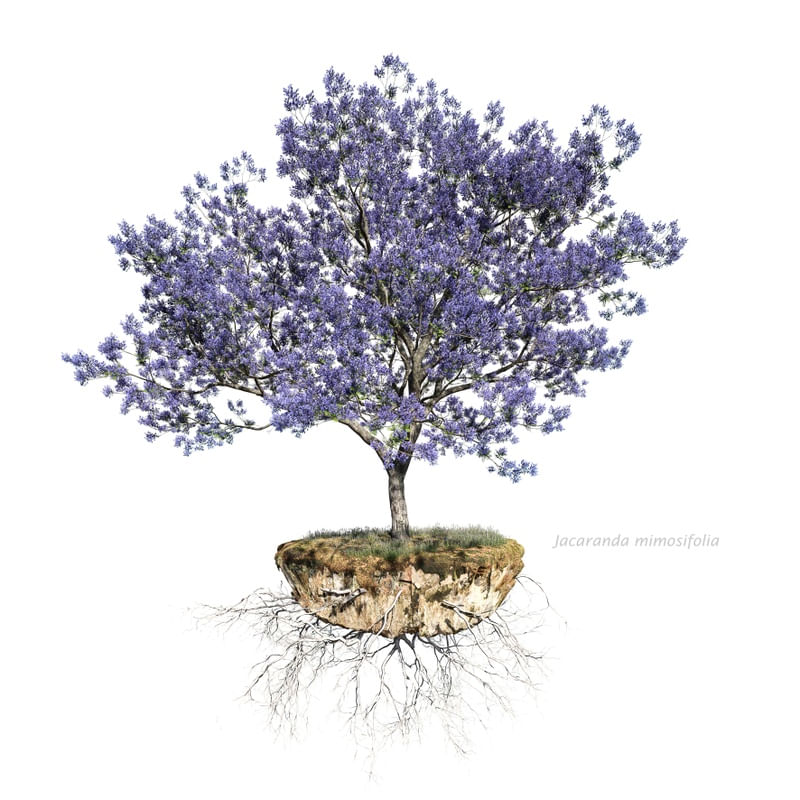 JACARANDÁ MIMOSIFOLIA