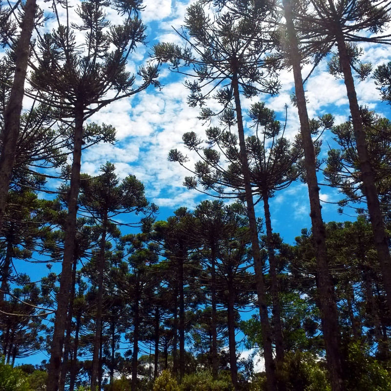 RETRATO DE UM CAMPO DE ARAUCÁRIAS SOB O CÉU AZUL