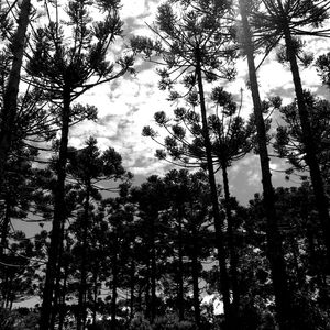 RETRATO EM PRETO E BRANCO DE UM CAMPO DE ARAUCÁRIAS