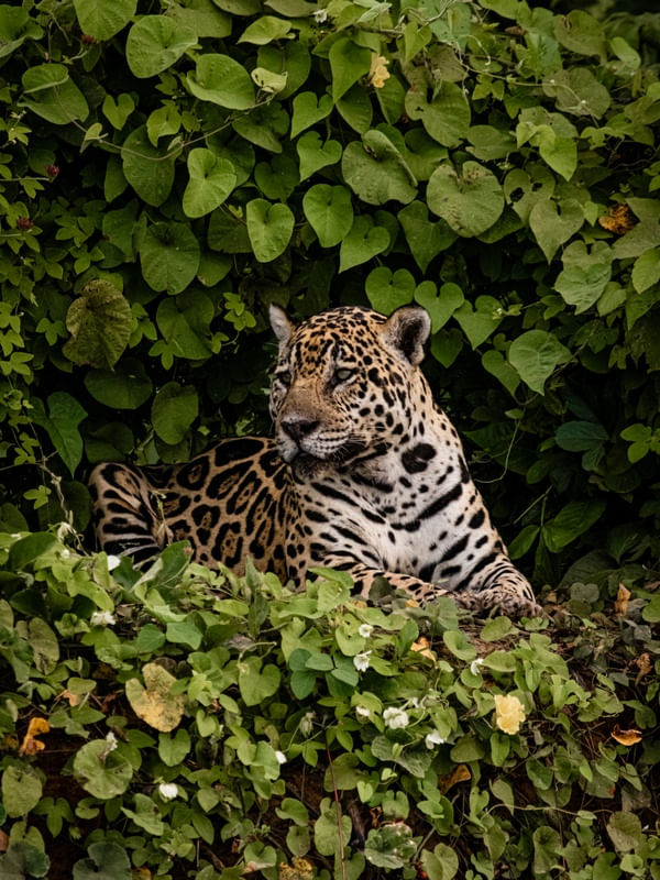 A RAINHA DO PANTANAL