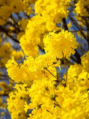 DETALHE DO IPÊ AMARELO