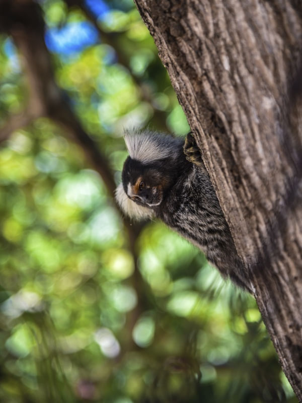 O SAGUI OBSERVADOR