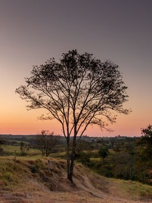 ÁRVORE NO CAMPO COM O CREPÚSCULO