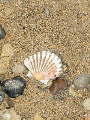 CONCHA-PRAIA