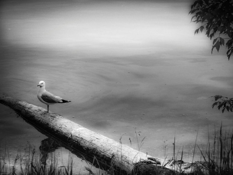 SOLITÁRIA GAIVOTA