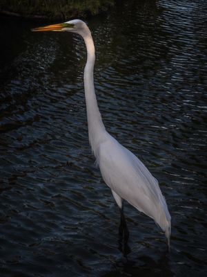 GARÇA ELEGANTE