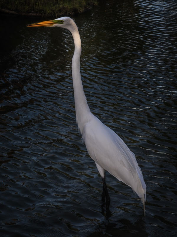 GARÇA ELEGANTE