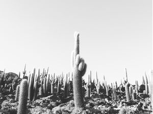 CACTOS DE INCAHUASI NO SALAR DE UYUNI