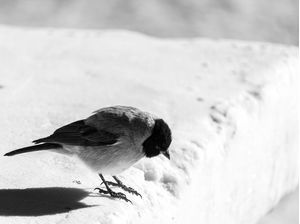 PEQUENO HABITANTE DO SALAR DE UYUNI