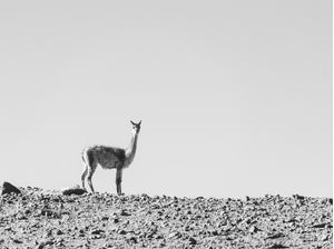 VICUÑA NO DESERTO DA BOLÍVIA